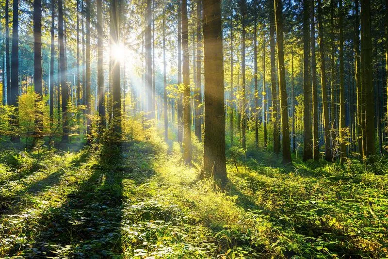 Sonnenstrahlen fallen durch hohe Bäume in einem grünen Wald mit dichtem Blätterdach.